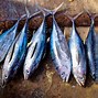 Perbedaan Daging Ikan Tuna Dan Tongkol